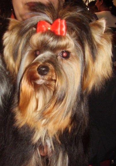Buffy de l'enclos de Fiordalice