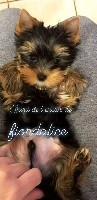 CHIOT