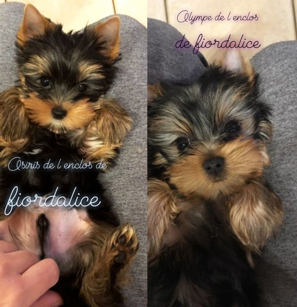 Chiot Yorkshire Terrier de l'enclos de Fiordalice