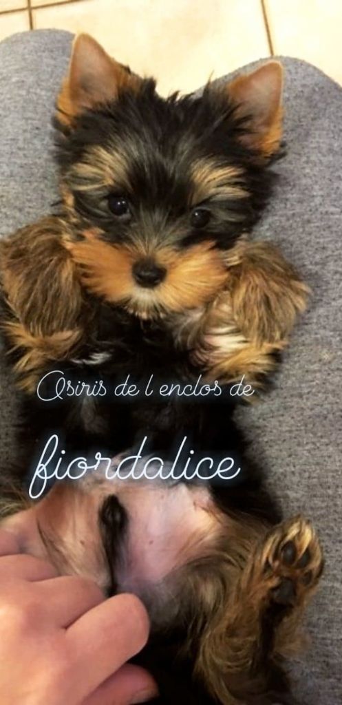 de l'enclos de Fiordalice - Chiots disponibles - Yorkshire Terrier